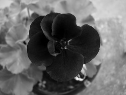 Black Flowers Pictures