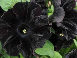Black Flowers Wedding