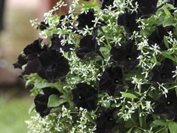 Names of Black Flowers